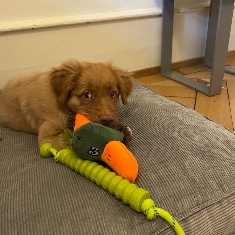 Hundetreffen-Spieltreff gerne mit anderen Welpen-Profilbild