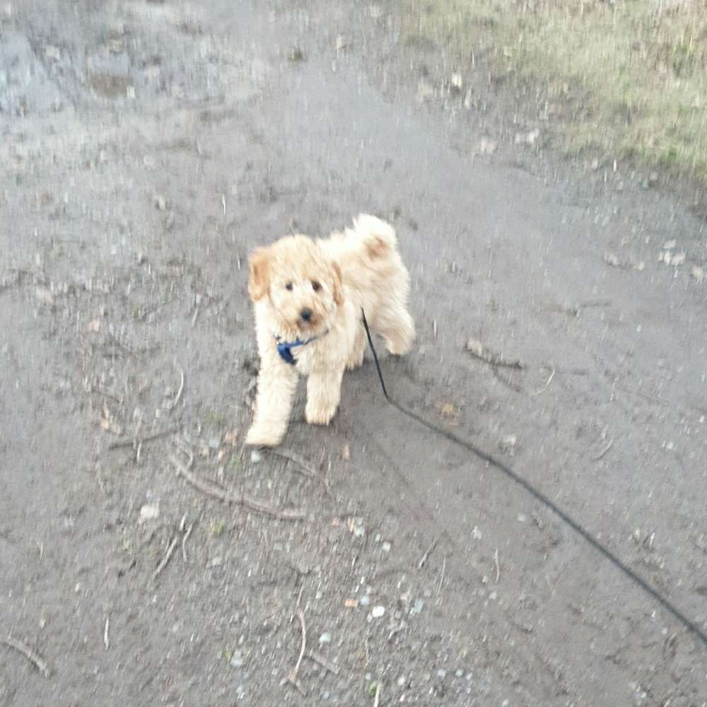 Hundetreffen-Suche Spielkameraden für Teddy-Profilbild