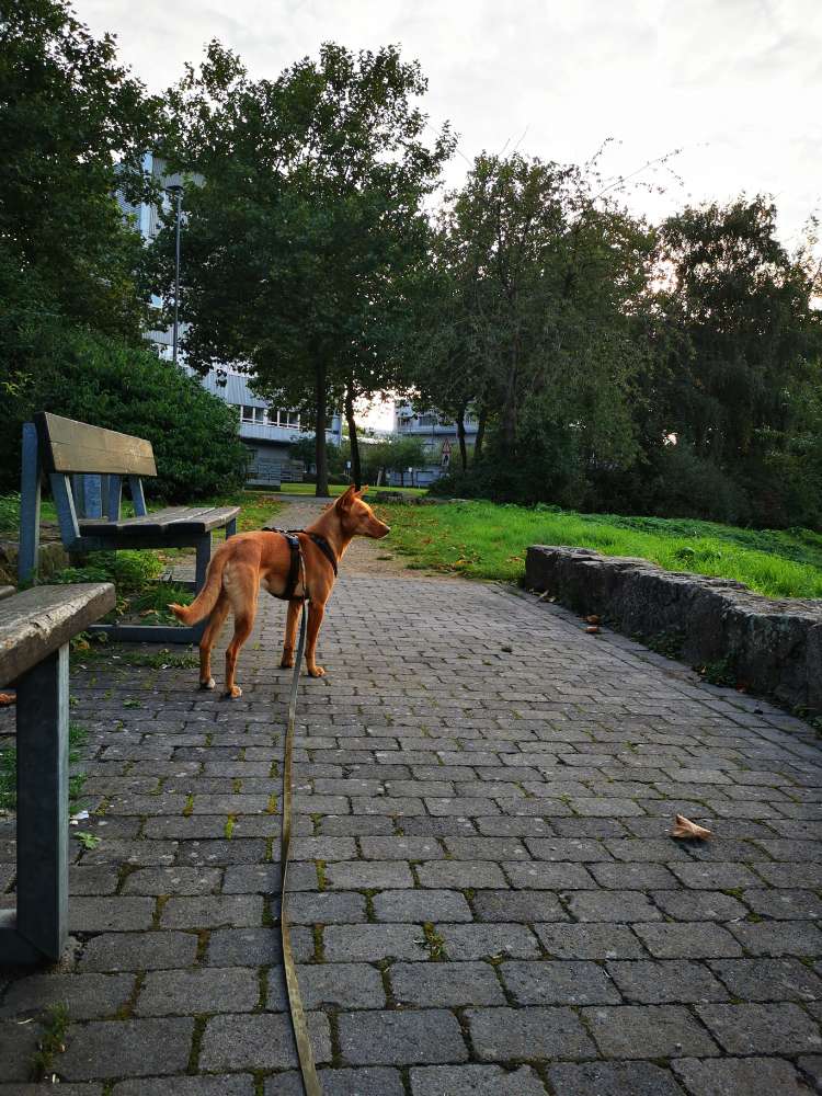 Hundetreffen-Social Walk in Gievenbeck-Profilbild