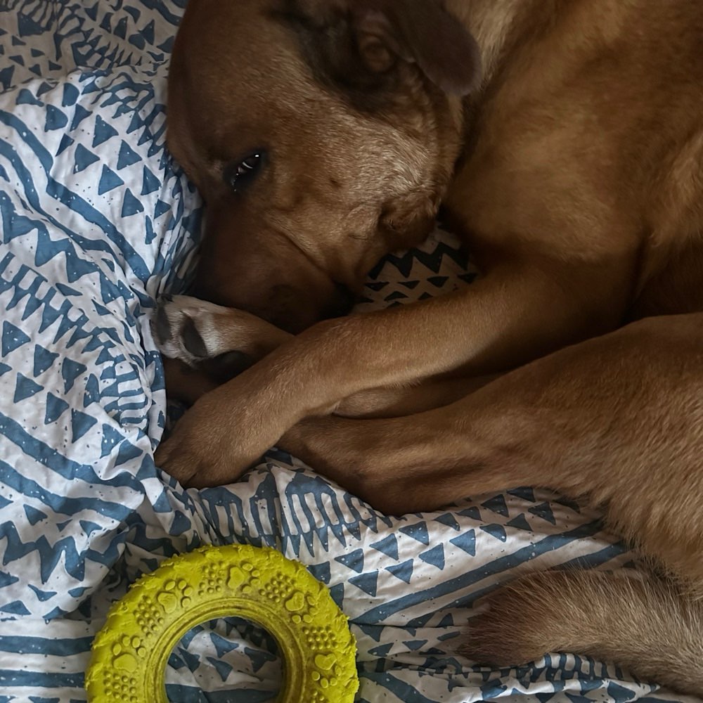 Hundetreffen-Ich suche Leute, die an Social Walk interessiert sind.-Profilbild