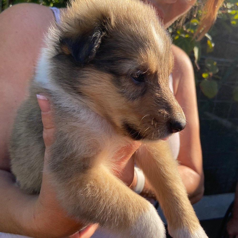 Hundetreffen-Gassi Runde für Welpen an Oktober-Profilbild