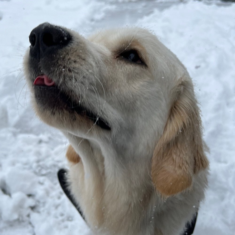Hundetreffen-Spazier- und Trainingsrunde-Profilbild