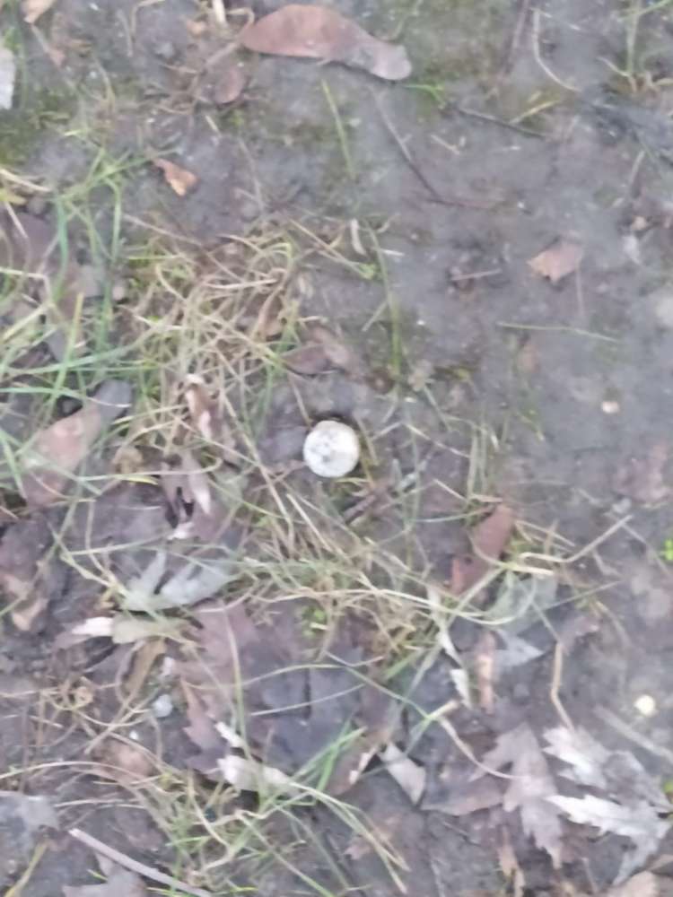 Giftköder-Giftköder-Profilbild