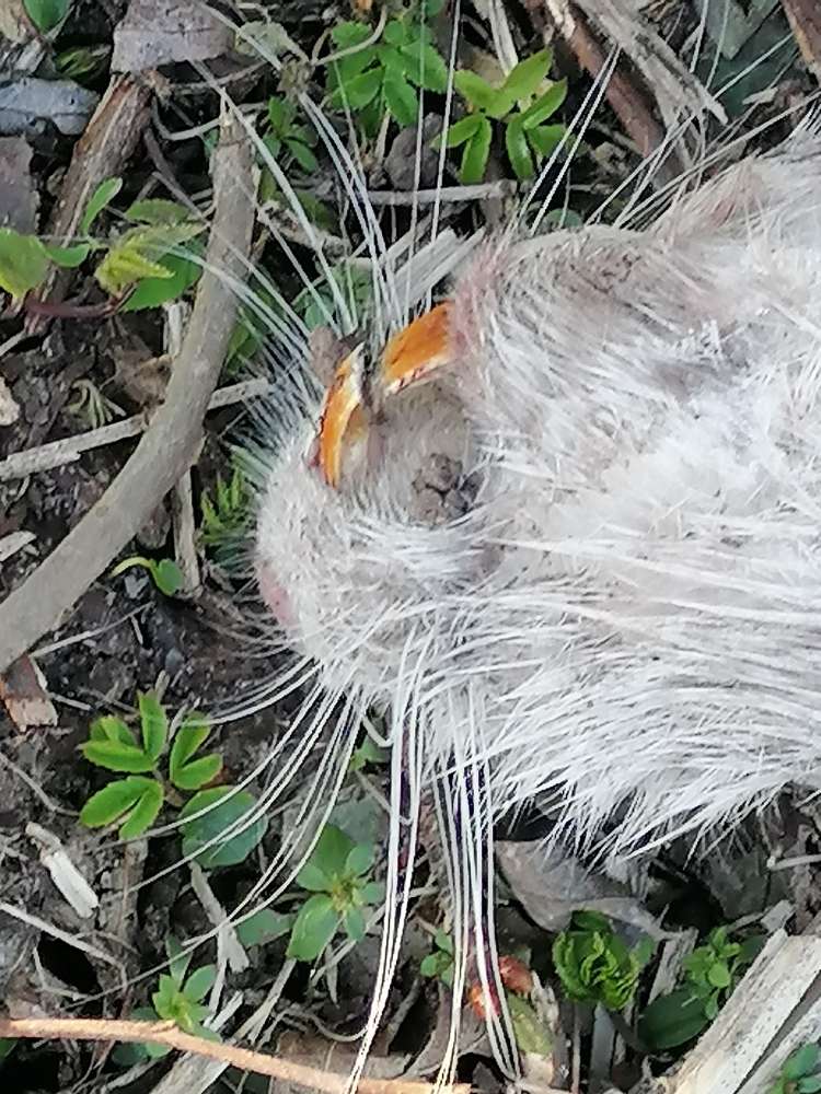 Giftköder-Totes Tier-Profilbild