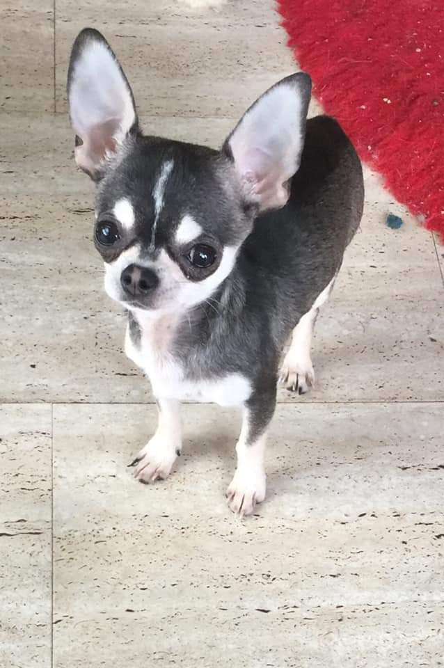 Suchmeldung-Nino-Profilbild