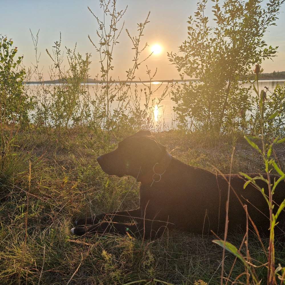 Hundetreffen-Badespaß und Abenteuer Touren mit Lucy-Profilbild