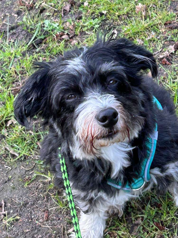 Giftköder-Hundeangriff - Schäferhund (schwarz)-Profilbild