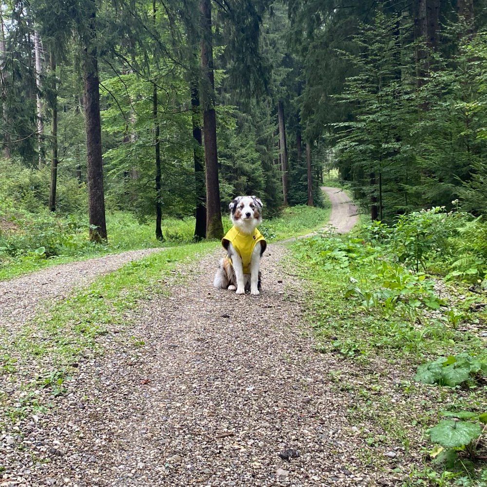 Hundetreffen-Hundebegegnungen üben-Profilbild