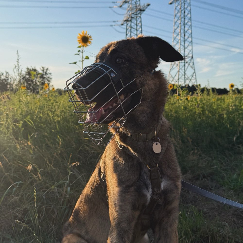 Hundetreffen-🐾 Hundefreunde gesucht 🐾-Profilbild