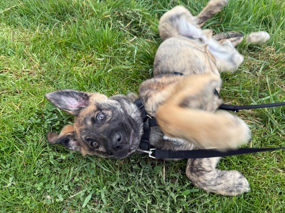 Hundetreffen-🐾 Hundefreunde gesucht 🐾-Profilbild