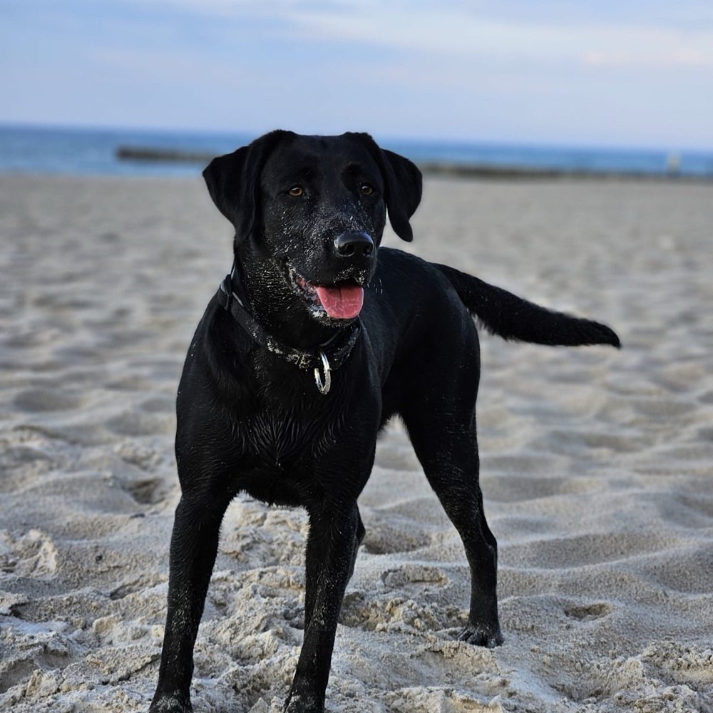 Hundetreffen-Spielrunde und austoben-Profilbild