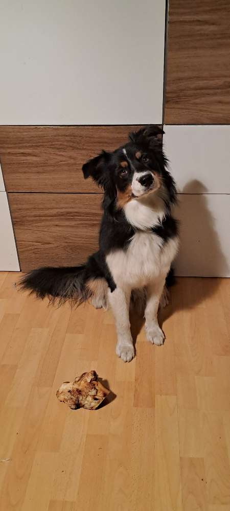Hundetreffen-Easy sucht Spielpartner in Reinickendorf und Umgebung-Profilbild