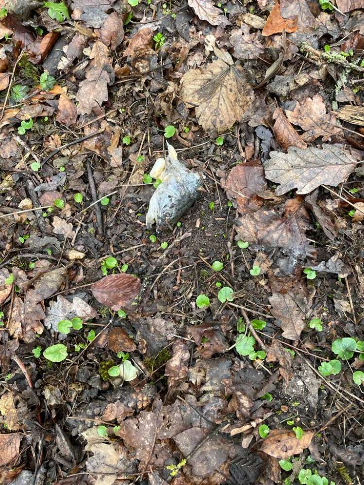 Giftköder-Giftköder in Niederstotzingen im Wald-Profilbild