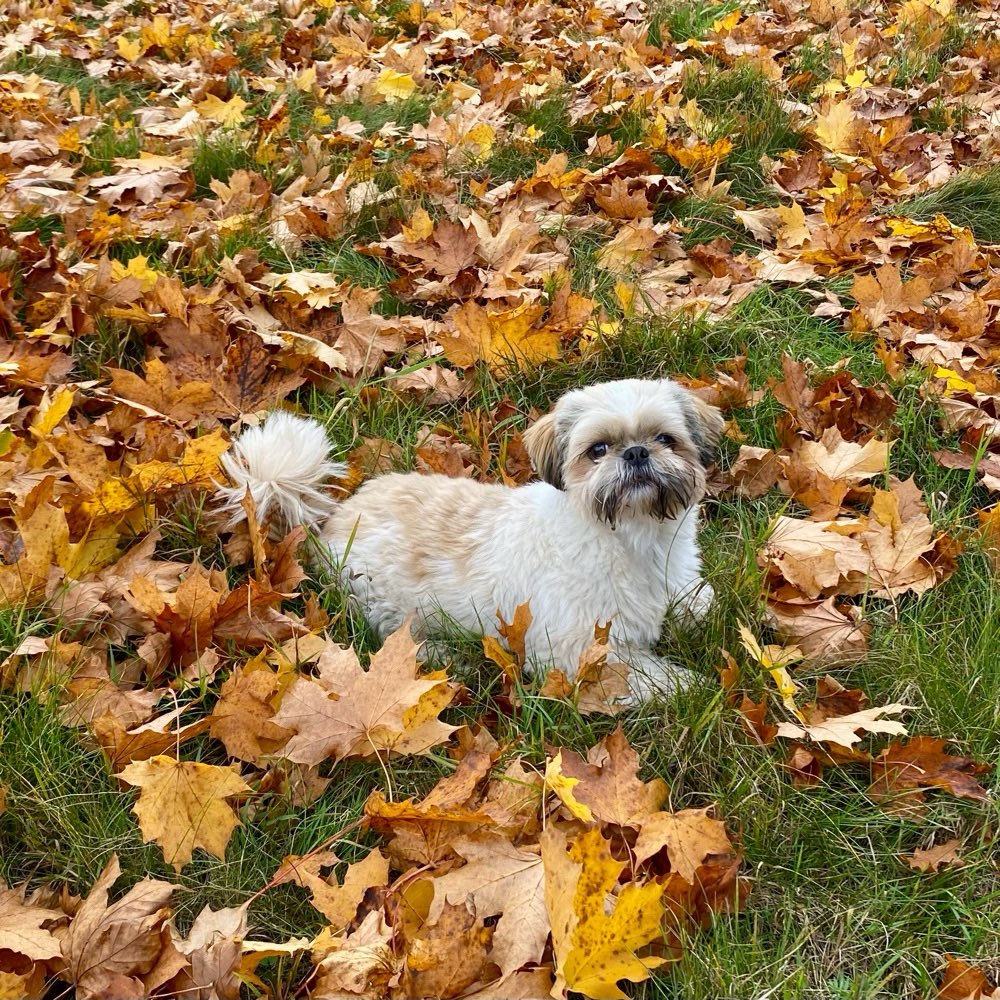 Hundetreffen-Spaziergang mit kleinem Hund-Profilbild