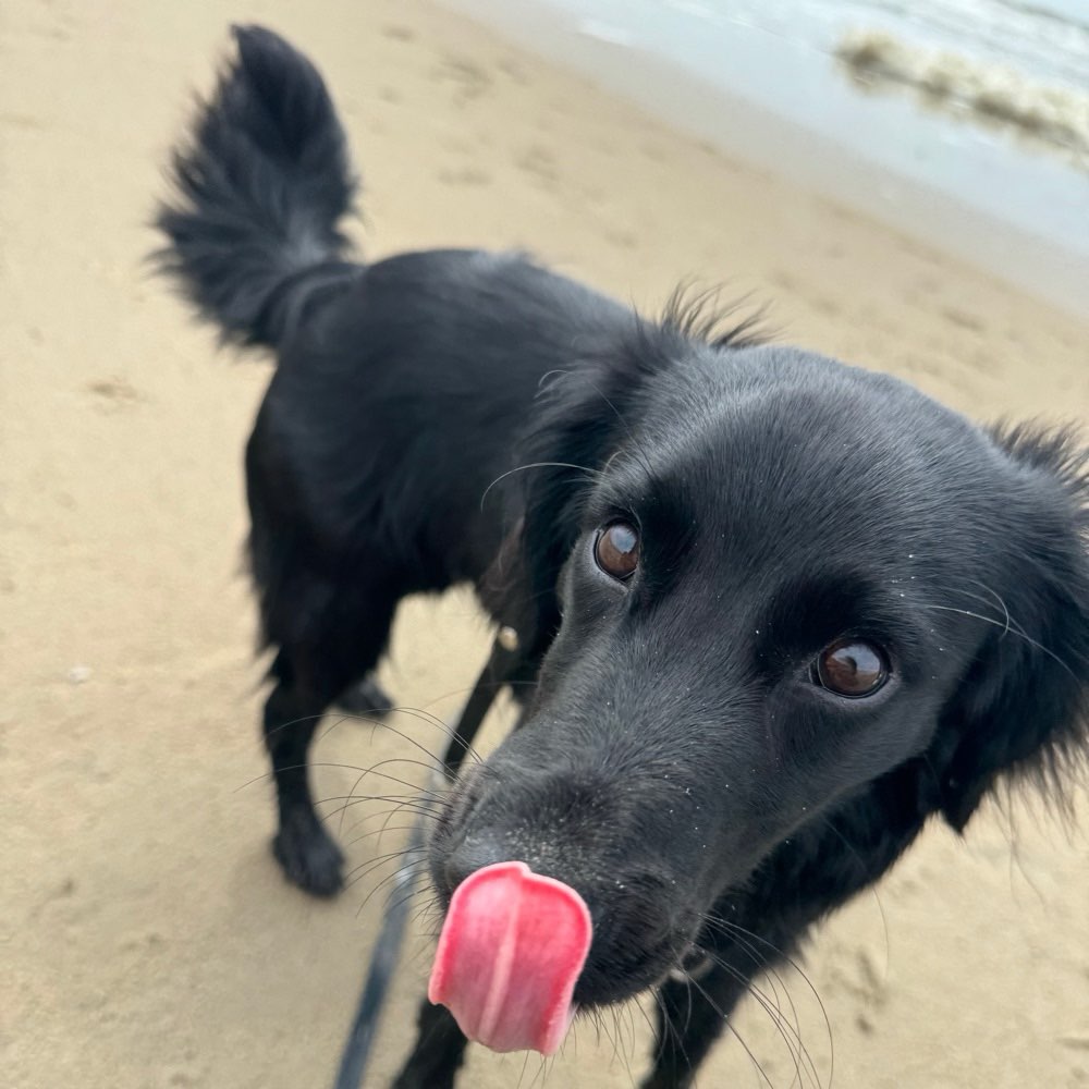 Hundetreffen-Spielrunde, gerne mit erfahrenen Hunden-Profilbild