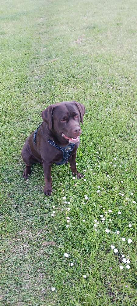 Hundetreffen-Gassi Runde-Profilbild