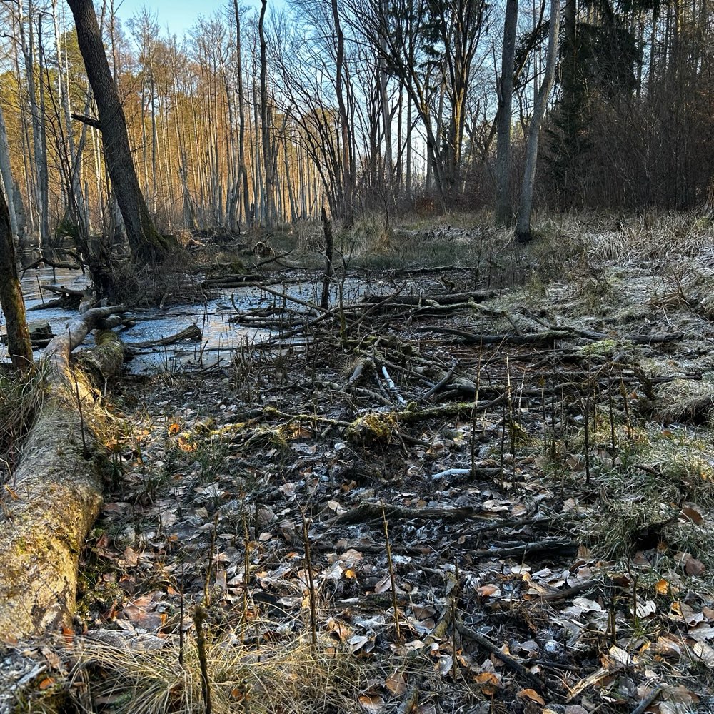 Hundetreffen-Kleine Wanderung im Briesetal-Profilbild