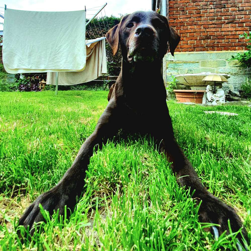 Hundetreffen-Zusammen laufen und spielen!-Profilbild