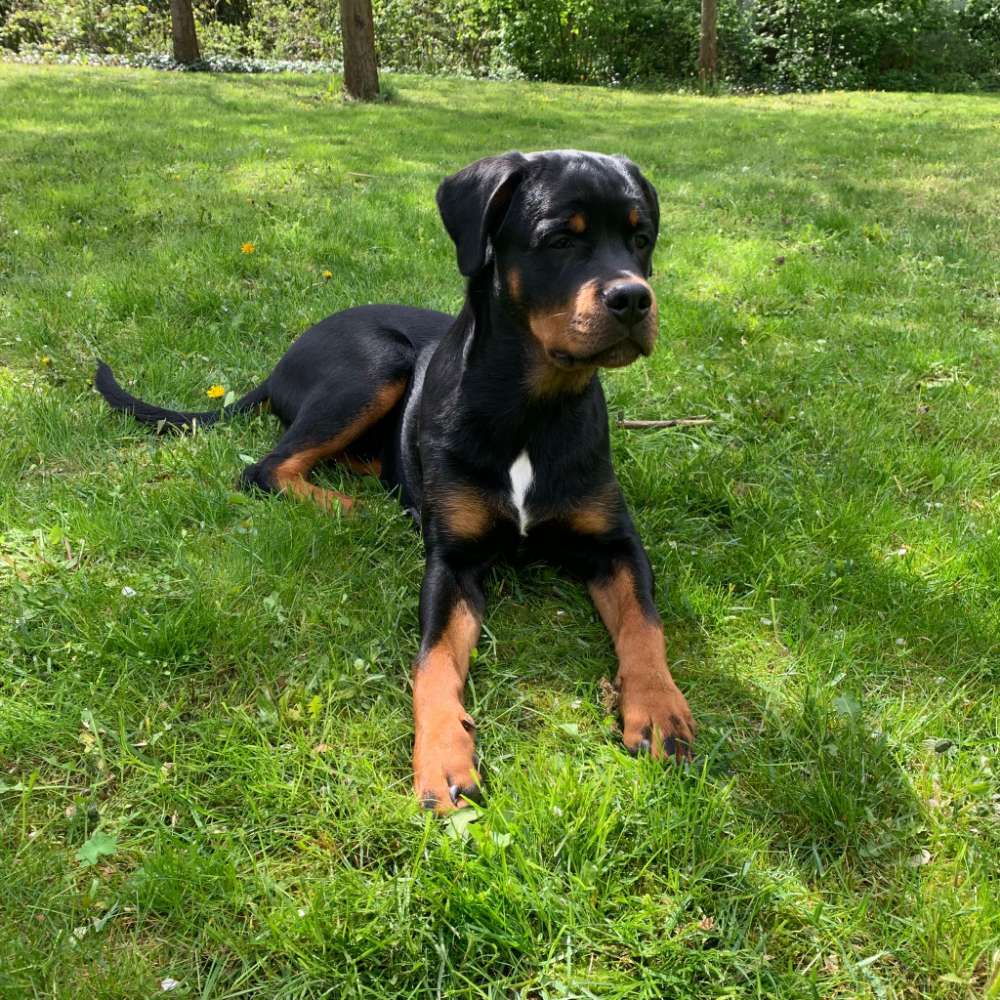 Hundetreffen-Spiel und Gassirunde in Wartenberg-Profilbild