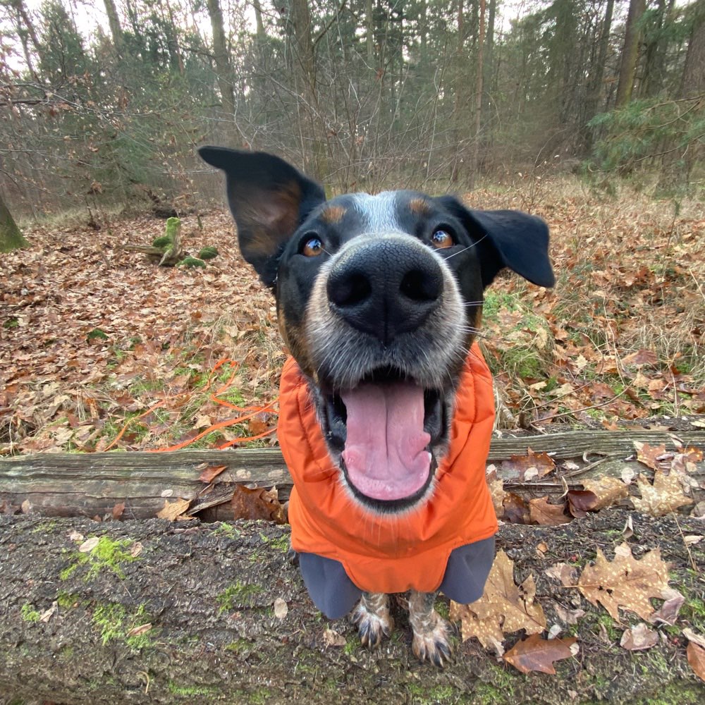 Hundetreffen-Edgar sucht Hundekumpels-Profilbild