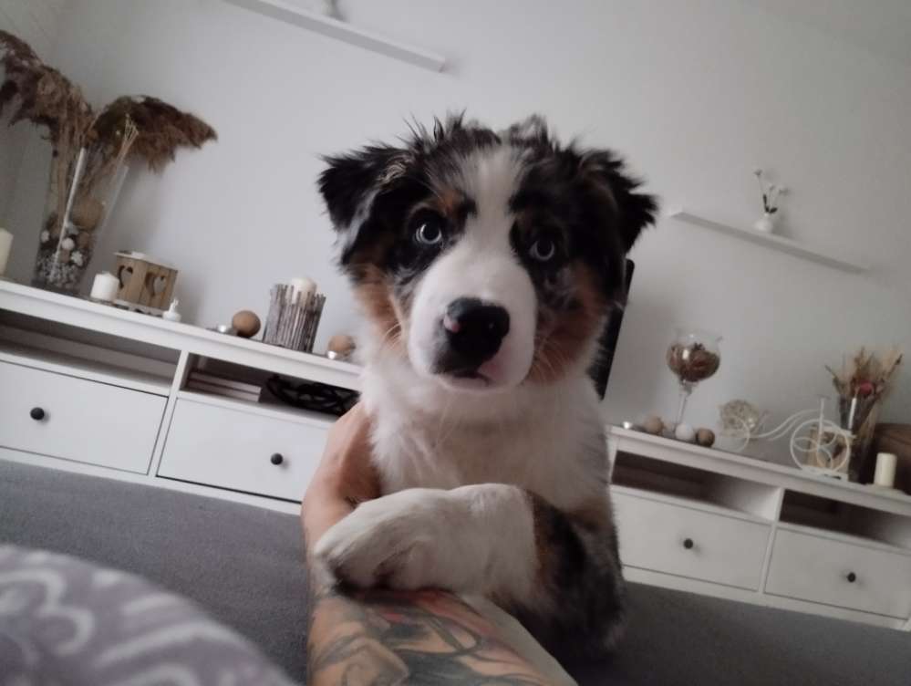 Hundetreffen-Taucha und Umgebung-Profilbild