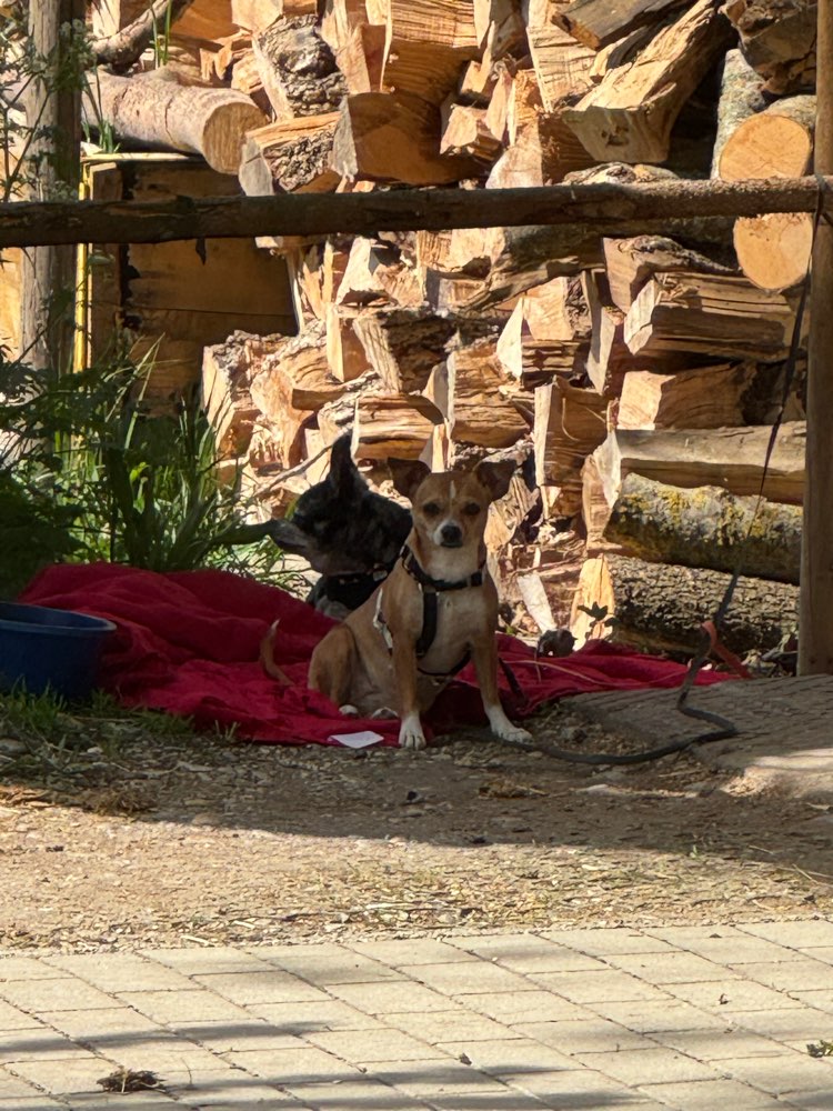 Hundetreffen-Social Walk-Profilbild