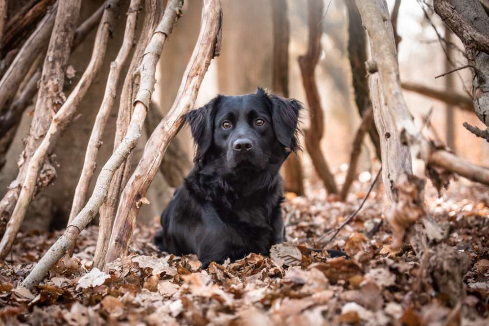 Hundetreffen-Spielerunde-Profilbild