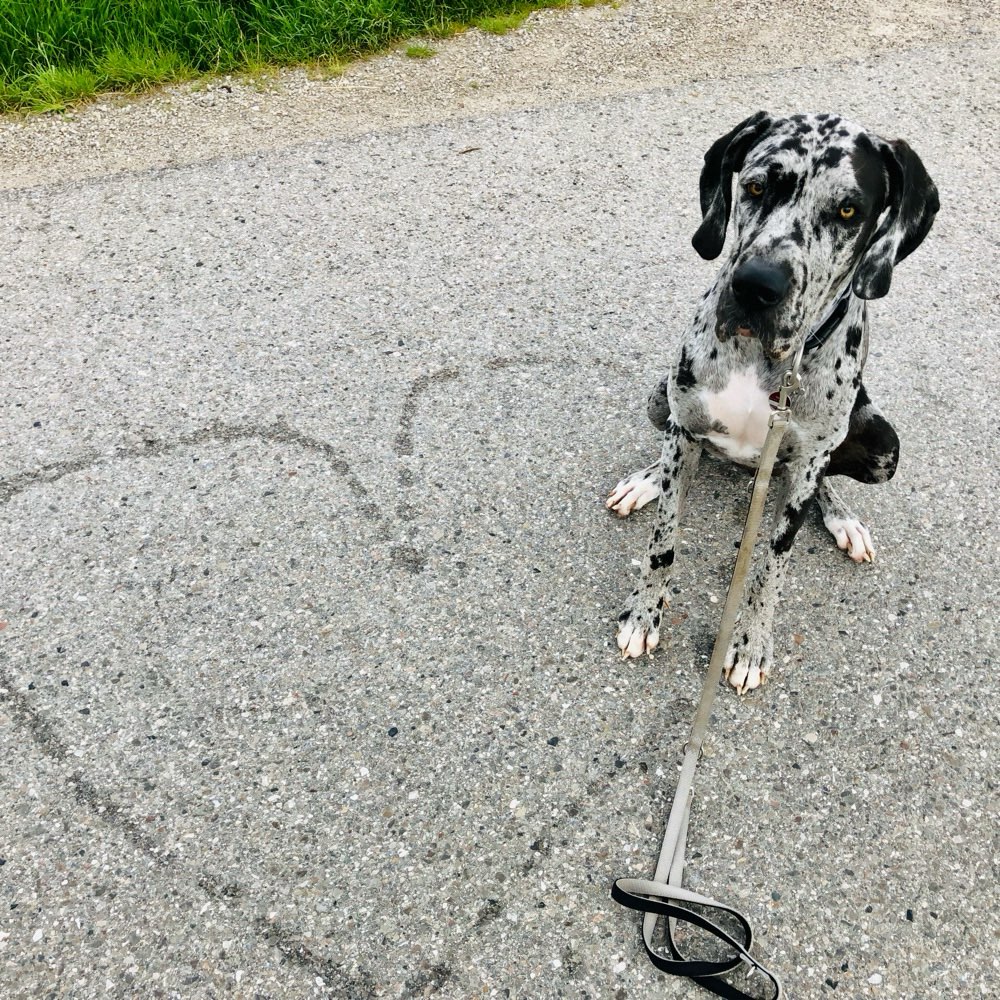 Hundetreffen-Gemeinsame Gassirunden/Hundbegegnungen-Profilbild