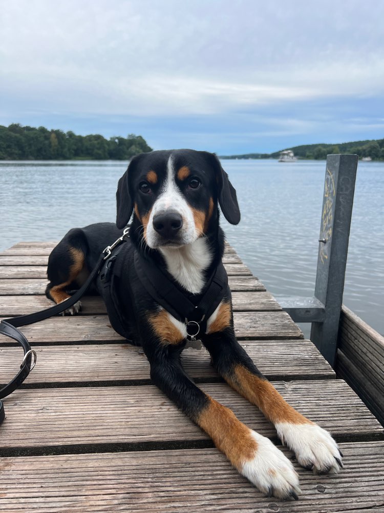 Hundetreffen-Monty sucht Spielpartner-Profilbild