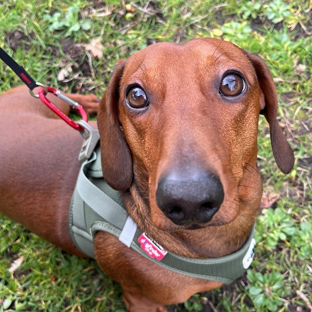 Hundetreffen-Dackeltreffen-Profilbild