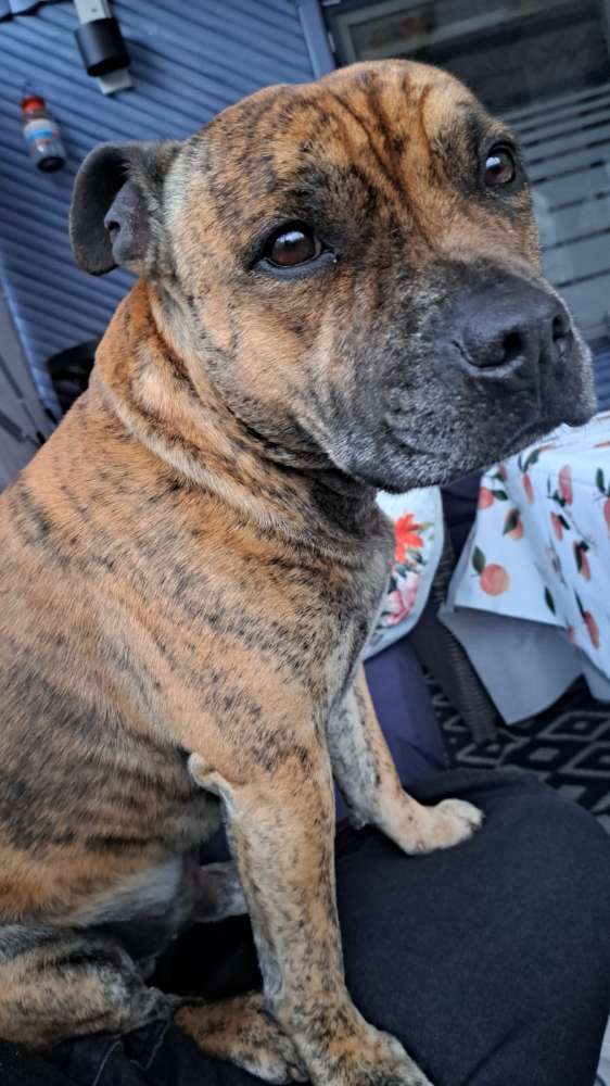 Hundetreffen-Treffen in Rangsdorf-Profilbild