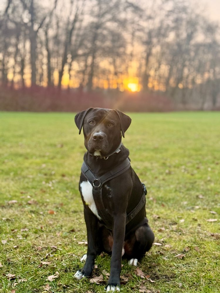 Hundetreffen-Spaziergang, Social Walk-Profilbild