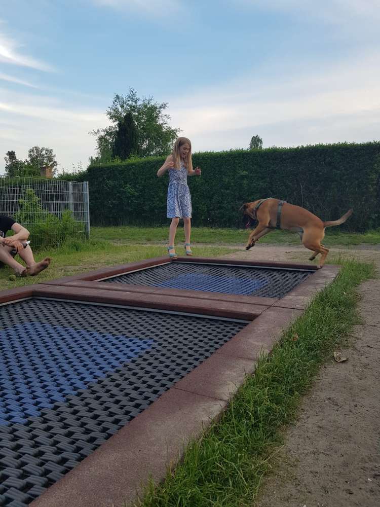 Hundetreffen-Gassi- oder Spielrunde in Wittgenstein & Umgebung-Profilbild