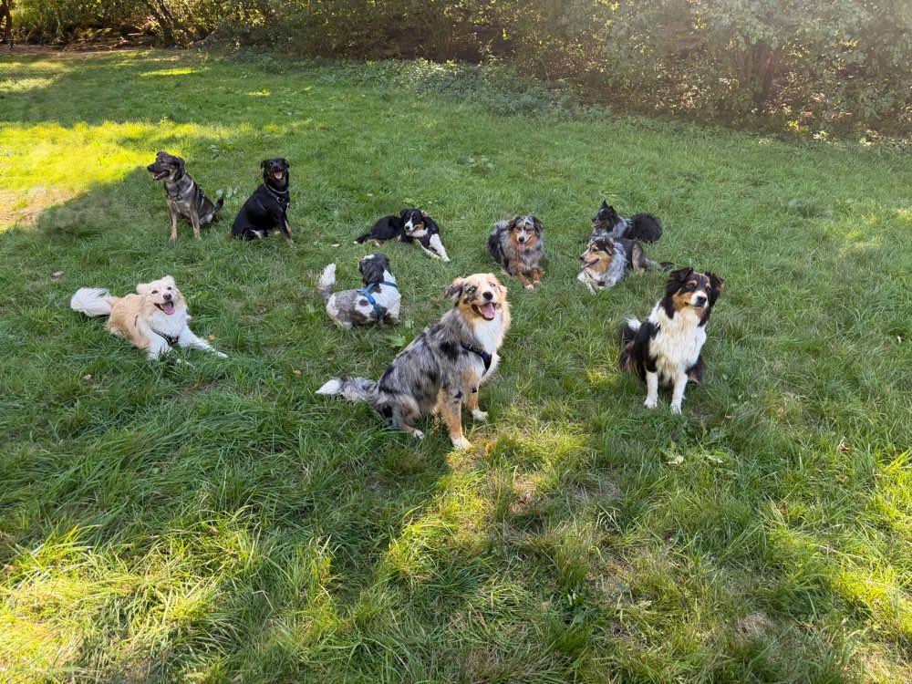Hundetreffen-Hundetreffen in Dallau-Profilbild