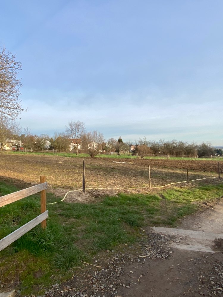 Giftköder-Blaukorn Alfter Schlebendgesweg-Profilbild