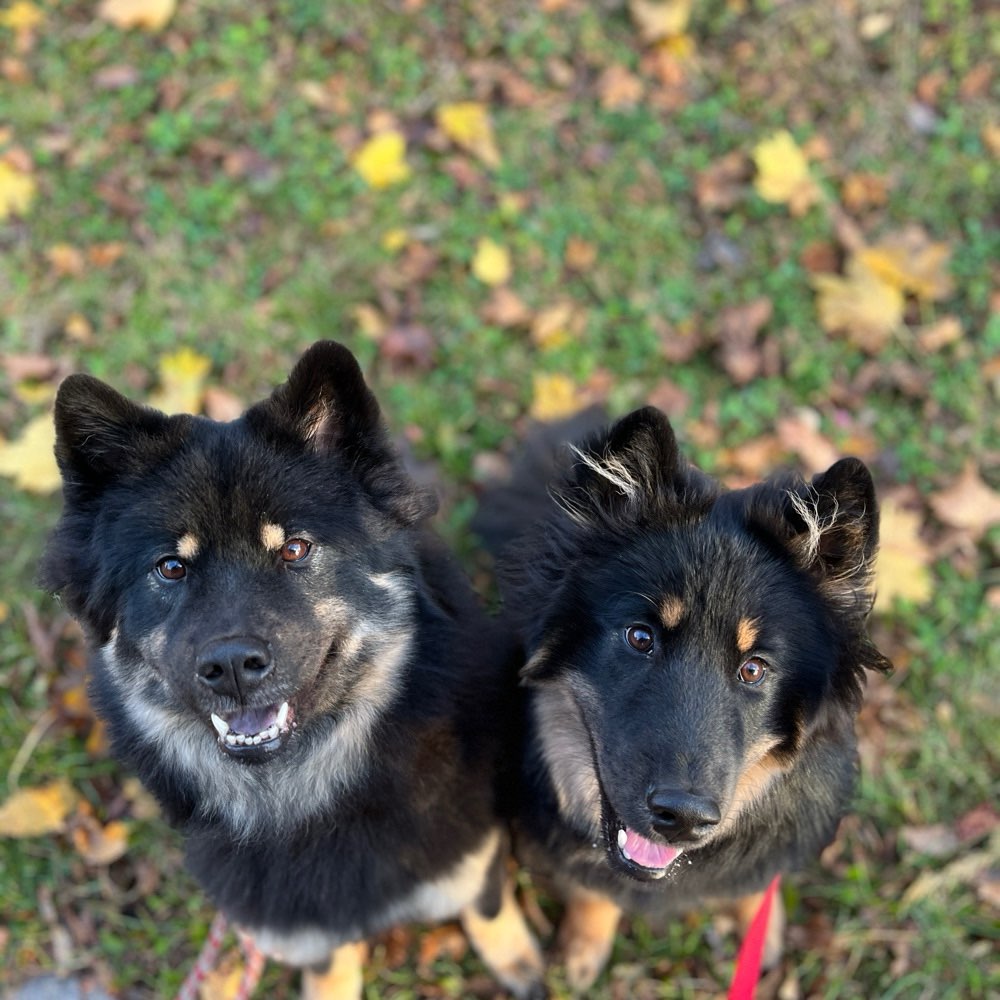 Hundetreffen-Spaziergang in Fellbach/Remstal-Profilbild