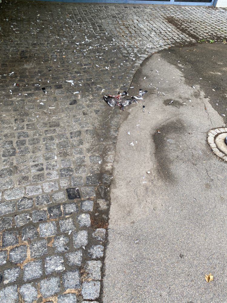 Giftköder-Zerrupfte Taube-Profilbild