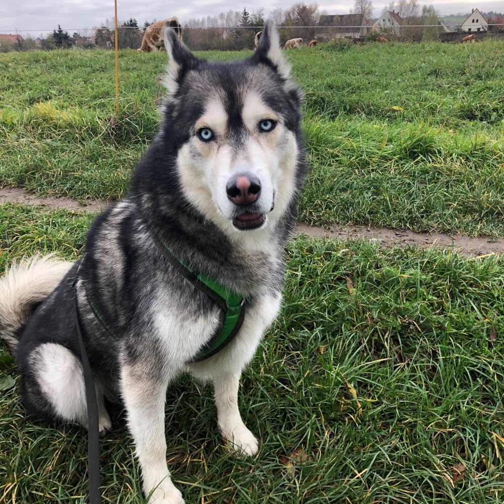 Hundetreffen-Ruhige Runden für die nicht so Verspielten-Profilbild