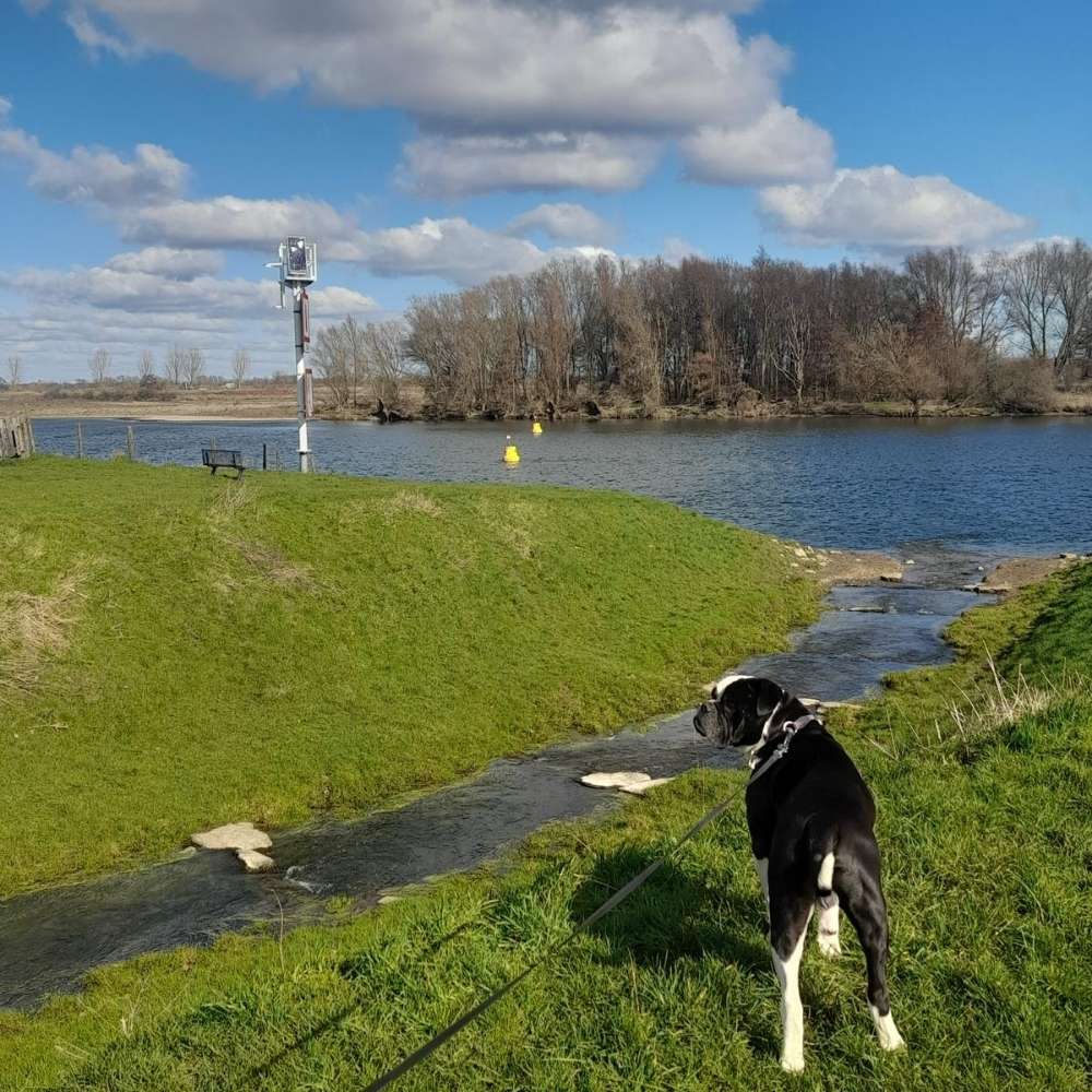 Hundetreffen-Hundebegegnungen/ Sozialverhalten trainieren-Profilbild