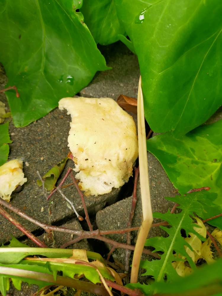 Giftköder-Brötchen-Profilbild