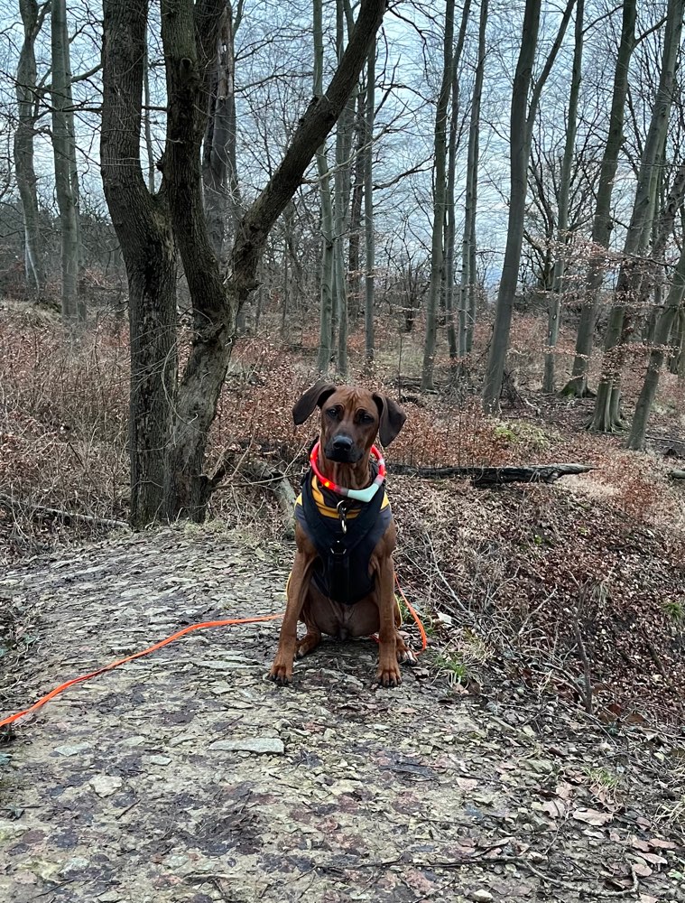 Hundetreffen-Spiel, Gassi und / oder Training-Profilbild