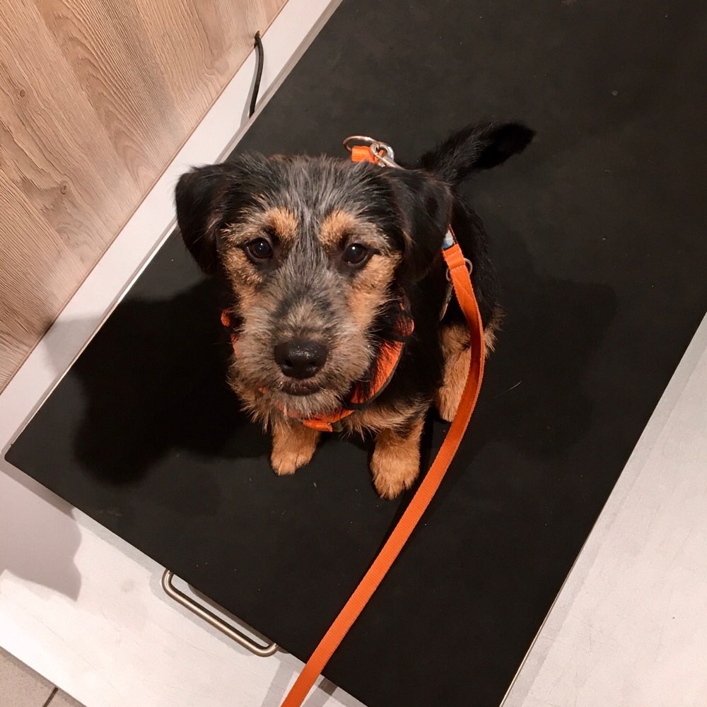 Hundetreffen-Gemeinsame Gassirunde-Profilbild