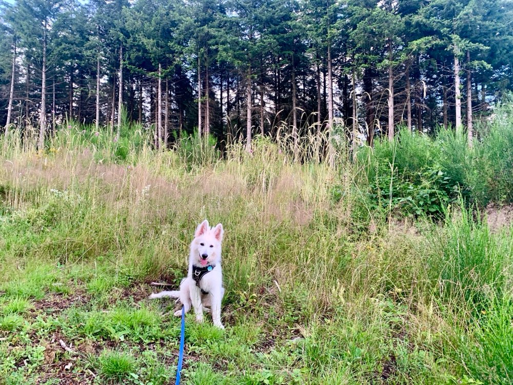 Hundetreffen-Spazierdate-Profilbild