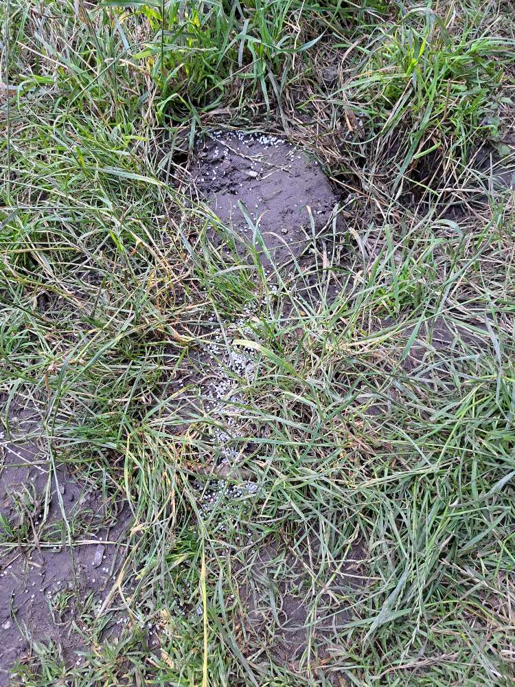 Giftköder-Weißes Granulat-Profilbild