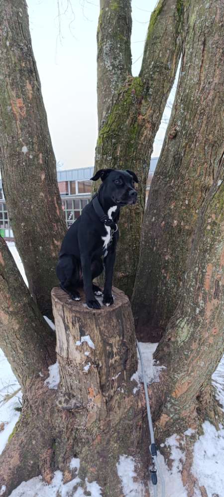 Hundetreffen-Spielkameraden gesucht-Profilbild