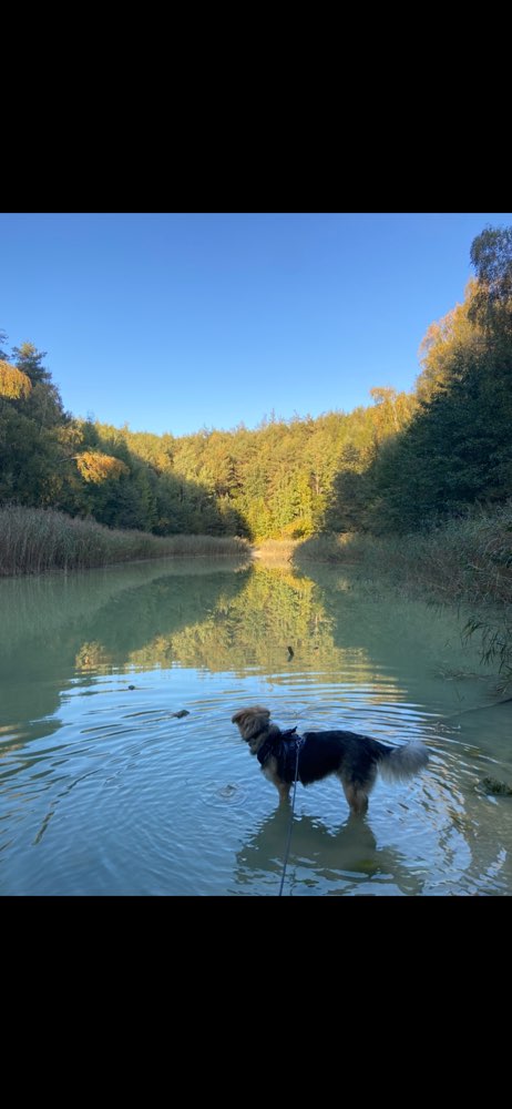 Hundetreffen-Gemeinsam Spazieren gehen-Profilbild