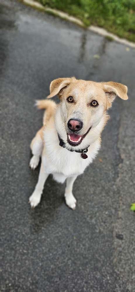 Hundetreffen-Hundefreunde gesucht-Profilbild