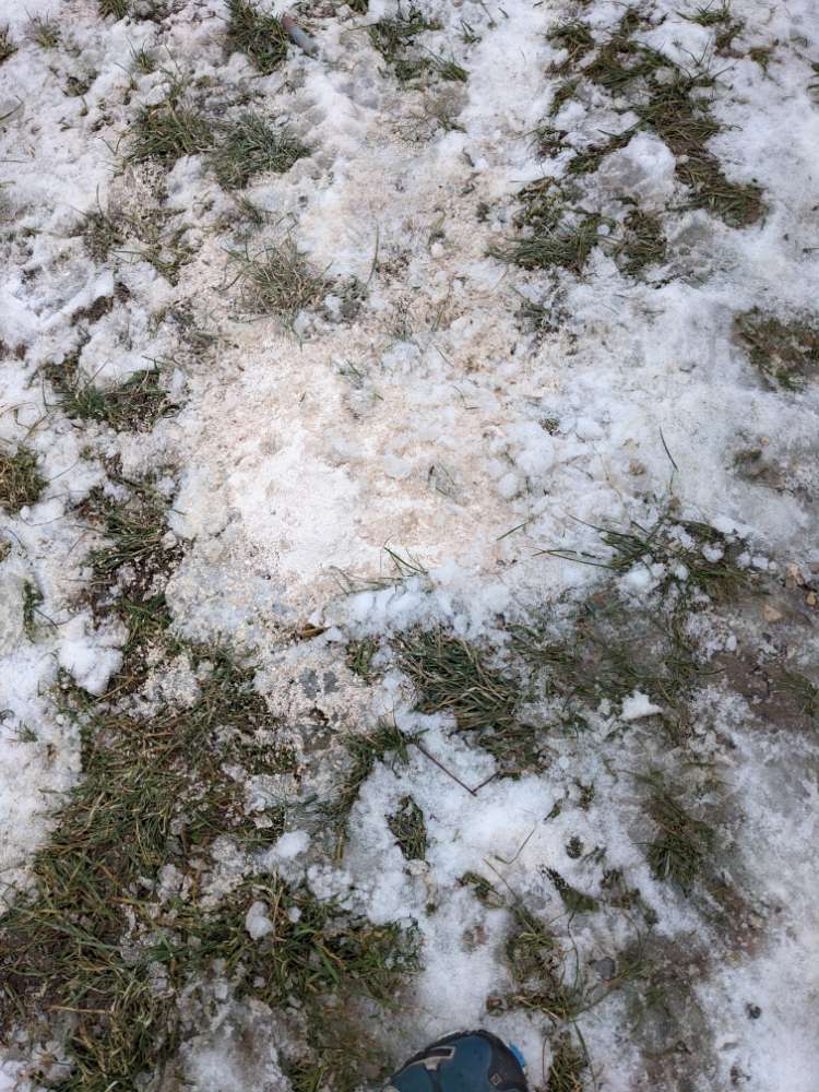 Giftköder-Großer Haufen mit feinem weißem Pulver-Profilbild