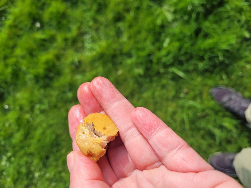Giftköder-Fleischstücke mit Heftzwecken-Profilbild
