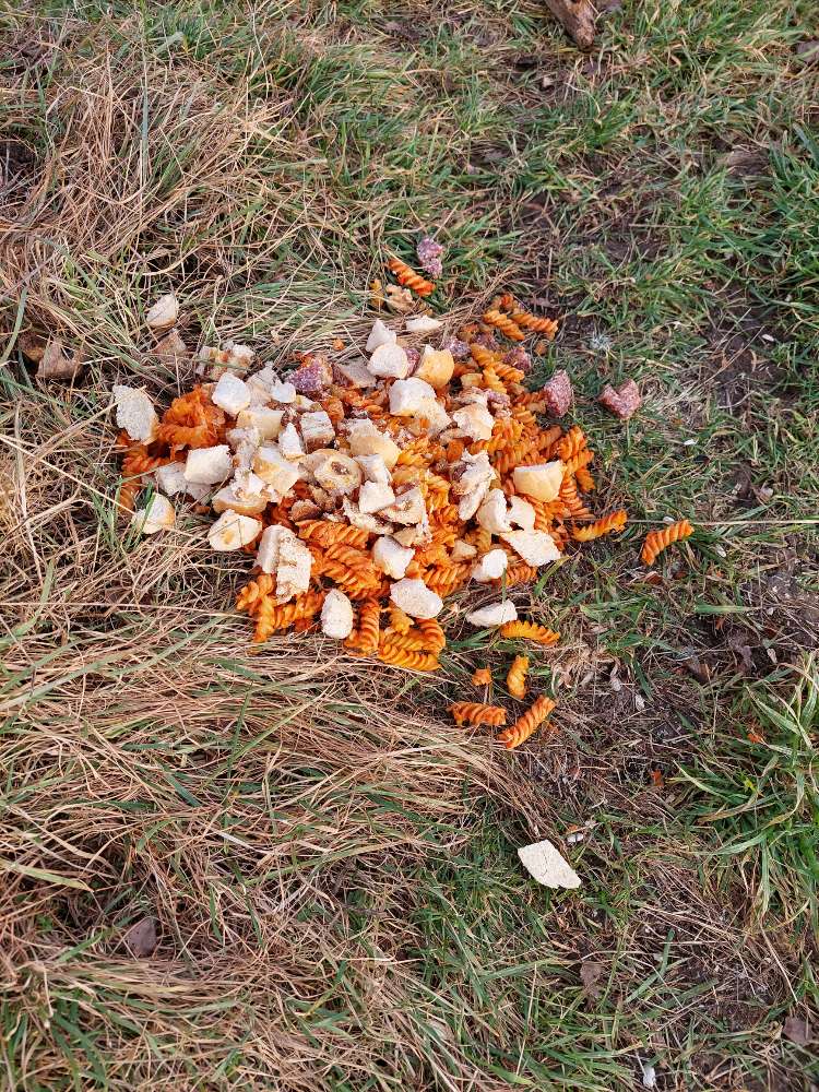 Giftköder-Essensreste oder schlimmer-Profilbild